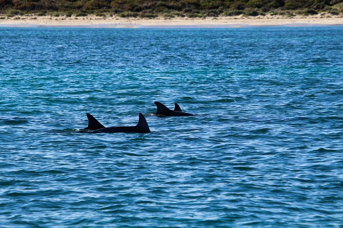 Dolphin Adventure in Sotogrande with Drink Included - Wildlife: exciting, but not promised