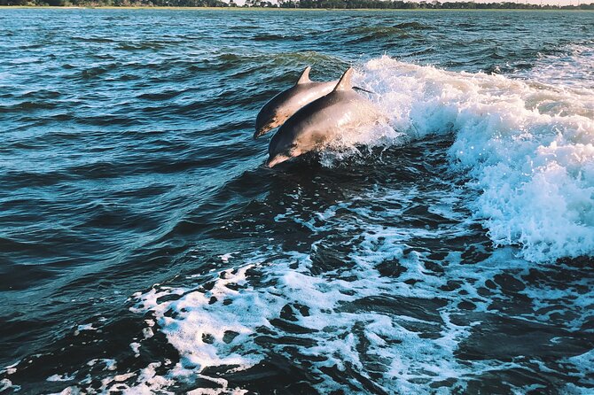 Dolphin Adventure in Sotogrande with Drink Included - Comfort, drinks, and what to bring