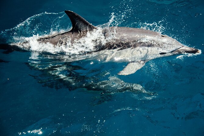 Dolphin Adventure in Sotogrande with Drink Included - Leaving Sotogrande through its canals