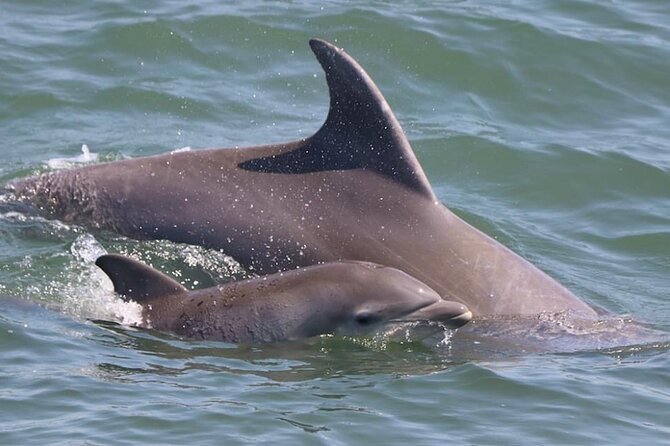 Dolphin and Bird Watching Ecotour Cruise - A practical choice for families and older adults