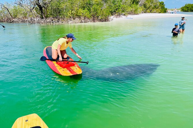Dolphin and Manatee Adventure Tour of Fort Myers - Quick facts about the Fort Myers paddleboard tour
