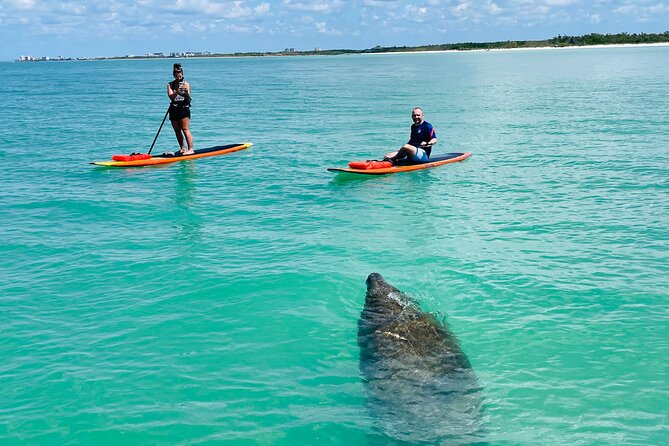 Dolphin and Manatee Adventure Tour of Fort Myers - What the experience is really like
