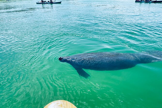 Dolphin and Manatee Adventure Tour of Fort Myers - The strongest part: guides who teach without rushing