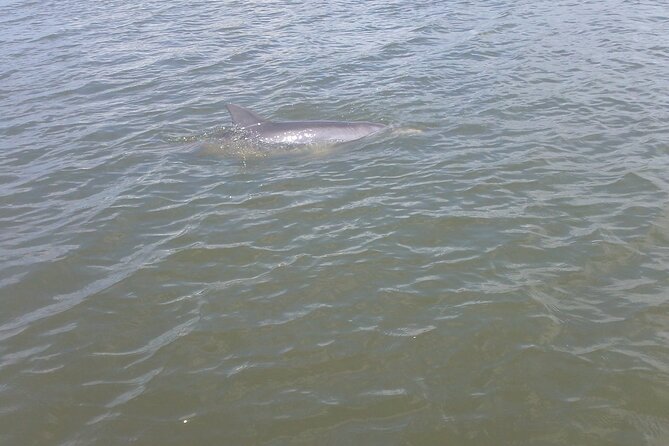 Dolphin and Manatee Adventure Tour of Merritt Island - Choosing between a kayak and paddleboard