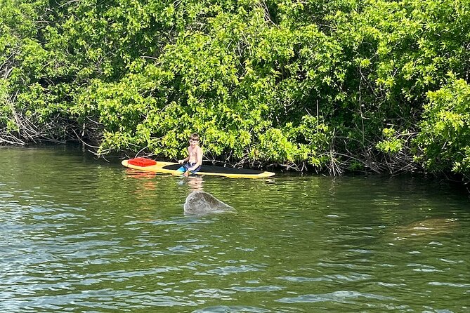 Dolphin and Manatee Adventure Tour of Merritt Island - Is $65 a fair price?