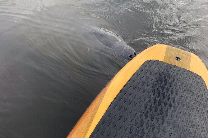 Dolphin and Manatee Adventure Tour of Naples with Florida History - Starting at County Road 951