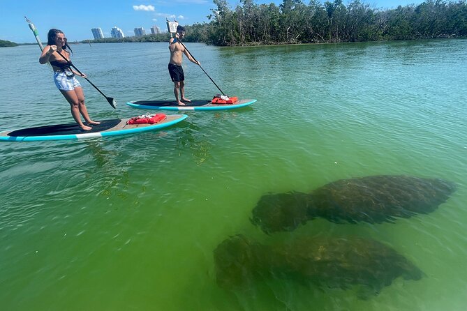 Dolphin and Manatee Adventure Tour of Naples with Florida History - Looking for Dolphins and Manatees