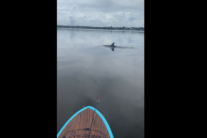 Dolphin and Manatee Adventure Tour of Naples with Florida History - Timing, Weather, and Cancellation Details
