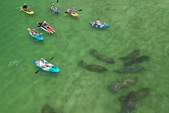Dolphin and Manatee Adventure Tour of Naples with Florida History - Paddling Through Mangroves