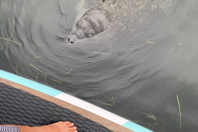 Dolphin and Manatee Adventure tour of Osprey with Florida History - The Florida history promise, and what to expect