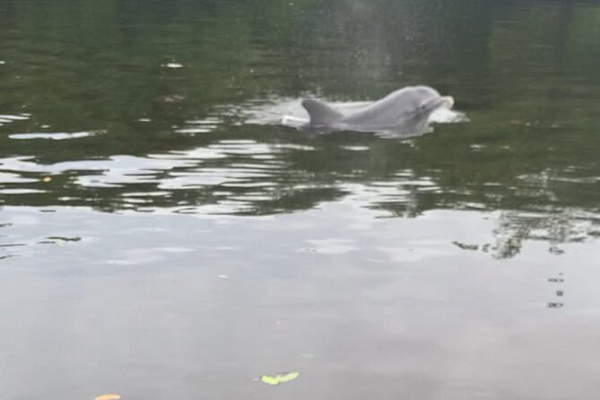 Dolphin and Manatee Adventure Tour of Sarasota with Olde Florida History! - Manatees and the slower side of Florida wildlife