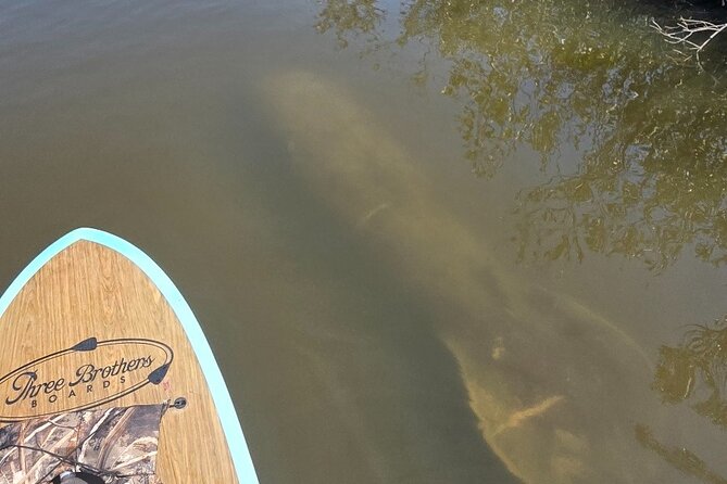 Dolphin and Manatee Adventure Tour of Sarasota with Olde Florida History! - Kayak or paddle board: choosing your platform