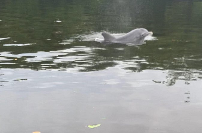 Dolphin and Manatee Adventure Tour of Sarasota with Olde Florida History! - Why the $65 price can make sense