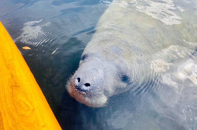 Dolphin and Manatee Adventure Tour of Sarasota with Olde Florida History! - Who will get the most from this outing