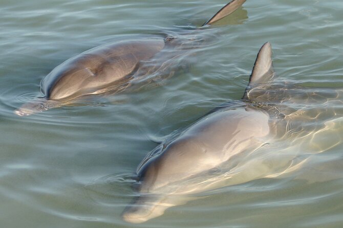 Dolphin and Manatee Clear Kayak or Paddleboard Tour - Key things to know before you book