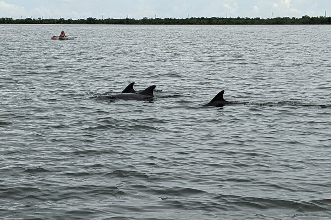 Dolphin and Manatee Clear Kayak or Paddleboard Tour - Starting at Kiwanis Island Park