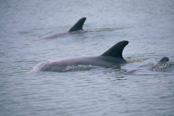 Dolphin and Manatee Clear Kayak or Paddleboard Tour - Who will enjoy this Cocoa Beach activity