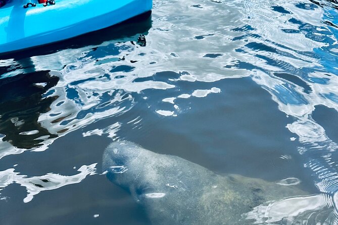 Dolphin and Manatee Kayak and SUP Adventure Tour of Cocoa Beach - Kayak or stand-up paddle board?