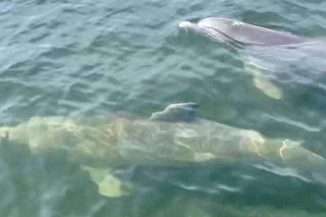 Dolphin and Manatee Kayak and SUP Adventure Tour of Cocoa Beach - What the guides add to the outing