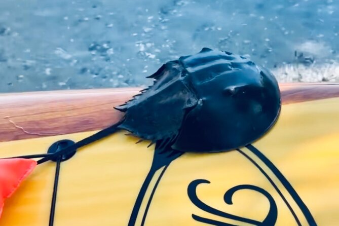 Dolphin and Manatee Kayak and SUP Adventure Tour of Cocoa Beach - Wildlife expectations and seasonal reality