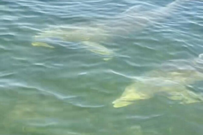 Dolphin and Manatee Kayak and SUP Adventure Tour of Cocoa Beach - Weather, cancellations, and practical planning