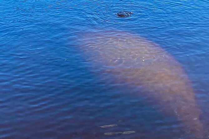 Dolphin and Manatee Kayak Tour of Daytona Beach - Kayak or paddle board: clarify before you arrive