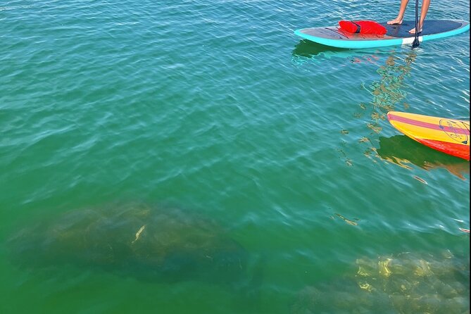 Dolphin and Manatee Tour of Marco Island by Kayak or SUP - Starting at County Road 951 near Marco Island