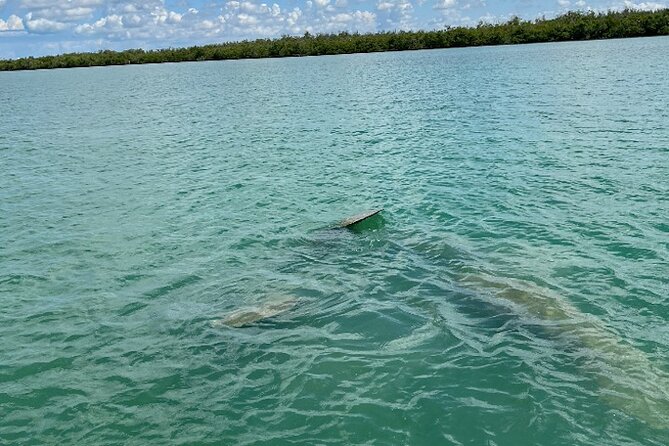 Dolphin and Manatee Tour of Marco Island by Kayak or SUP - Is $65 a fair price?