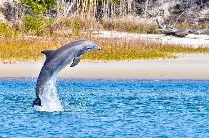 Dolphin and Nature Boat Excursion - More than dolphins: birds, fish, and a mother with a calf