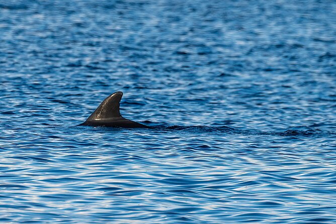 Dolphin and Nature Sunset Cruise from Orange Beach - Who will enjoy this cruise most?