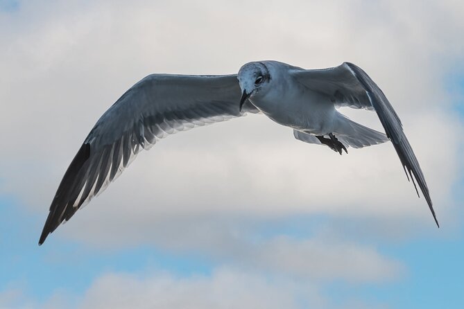 Dolphin and Nature Sunset Cruise from Orange Beach - The main strengths and the one real weakness