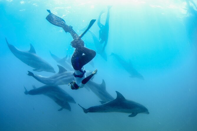 Dolphin and Seal snorkel adventure from Sorrento - Key points before you book