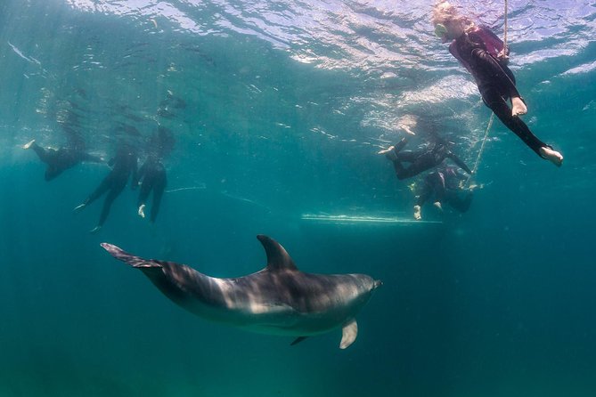 Dolphin and Seal snorkel adventure from Sorrento - Setting out from Sorrento Pier on Moonraker