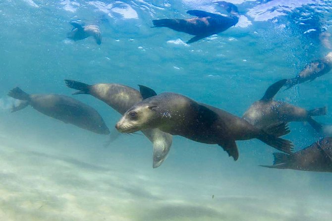 Dolphin and Seal snorkel adventure from Sorrento - Searching for Port Phillip Bay dolphins