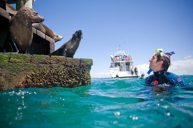 Dolphin and Seal snorkel adventure from Sorrento - Food and a pause between wildlife stops