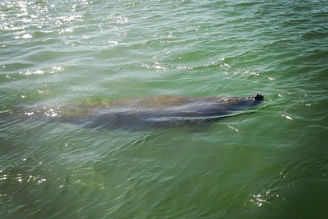 Dolphin and Shelling Cruise for up to 12 people - Setting out from Goodland into the Ten Thousand Islands