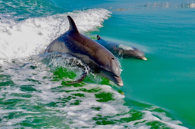 Dolphin and Shelling Cruise for up to 12 people - What the $109 price really covers
