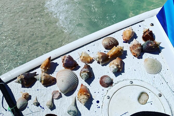 Dolphin and Shelling Cruise Tour at Fort Myers Beach - What the guides add to the morning