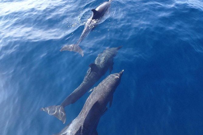 Dolphin and Snorkeling Trip with Costa Rican Companies - Dolphin watching is the reason to book