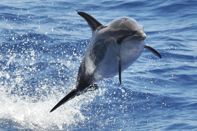 Dolphin and Whale Cruise in Puerto Rico, Gran Canaria - Key points before you book