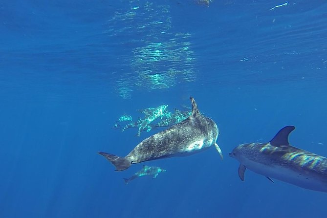 Dolphin and Whale Cruise in Puerto Rico, Gran Canaria - What happens during the 2.5-hour cruise
