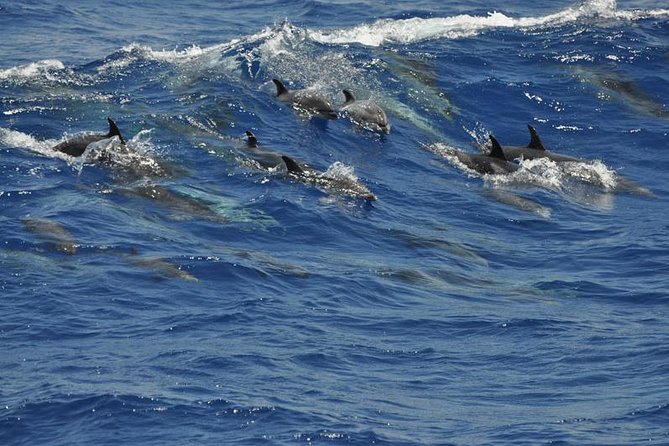 Dolphin and Whale Cruise in Puerto Rico, Gran Canaria - Sea conditions are the biggest question