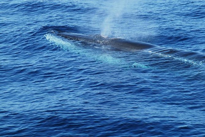 Dolphin and Whale Cruise in Puerto Rico, Gran Canaria - Free drinks, crew service, and comfort