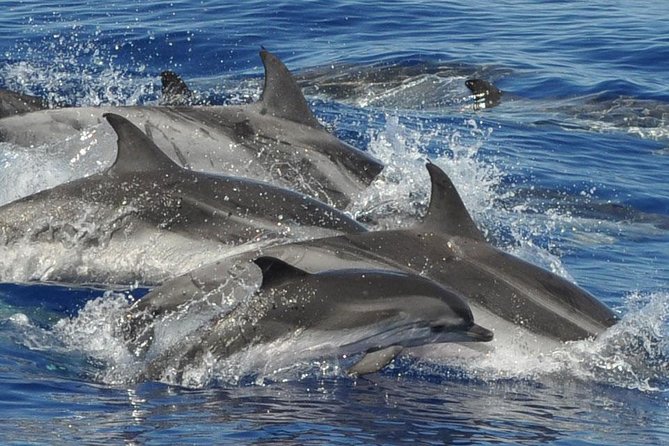 Dolphin and Whale Cruise in Puerto Rico, Gran Canaria - Dolphins, whales, turtles, and the luck factor