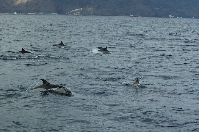 Dolphin and Whale Sailing Tour in Los Gigantes - Setting out from Puerto Deportivo Los Gigantes