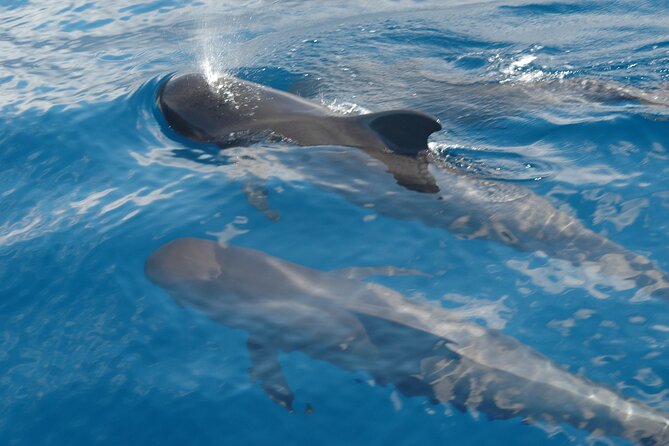 Dolphin and Whale Sailing Tour in Los Gigantes - Watching pilot whales along the Teno coast