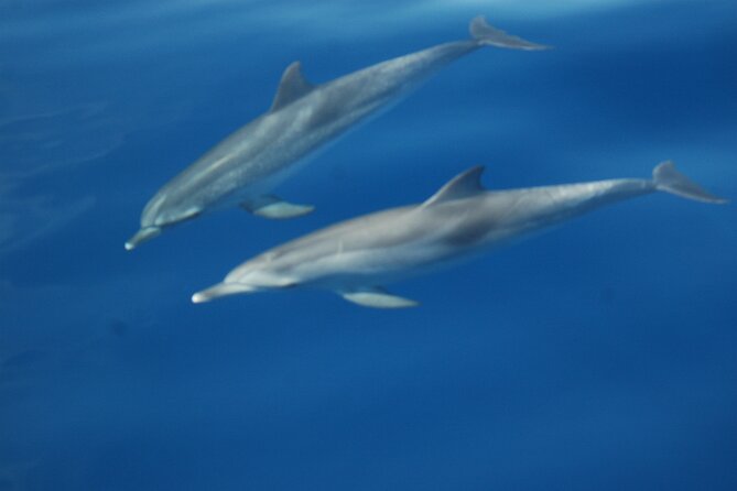 Dolphin and Whale Sailing Tour in Los Gigantes - Seeing Los Gigantes from the water