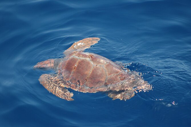 Dolphin and Whale Sailing Tour in Los Gigantes - Snacks, drinks, and the easygoing finish