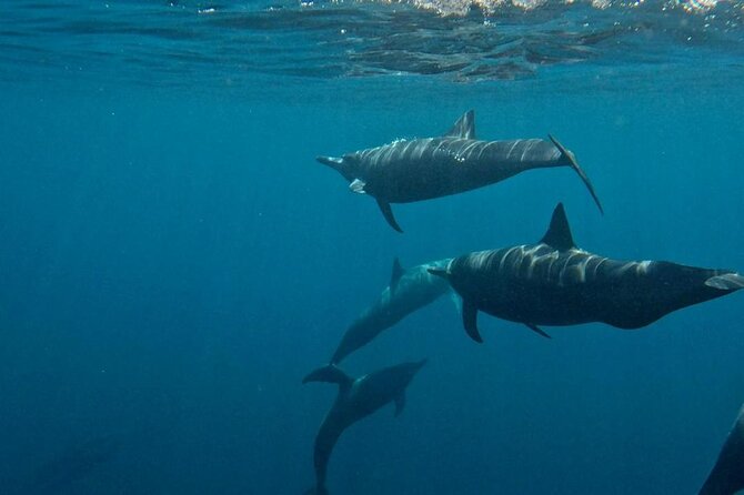 Dolphin and Whale Watching Boat Trip in Puerto Escondido - A captain who watches the sea and the shore