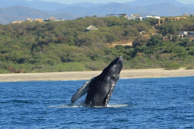 Dolphin and Whale Watching Boat Trip in Puerto Escondido - What the swimming stop adds